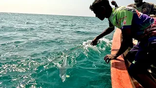 Catching Queen Fish, Needle Fish & Rosy Snapper in the Sea