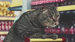 Weird German cat commercial