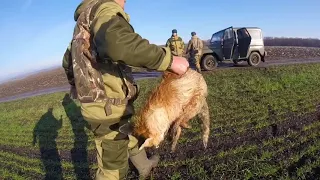 Охота на лиса (Рыльск-Коренево)