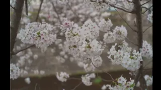 成瀬恩田川の桜2