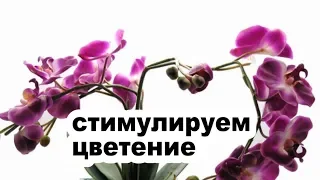 Фаленопсис цветет по требованию. Вызываем цветение орхидеи