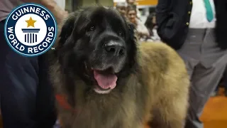 Hagrid: Record Catching Dog! - Meet The Record Barkers