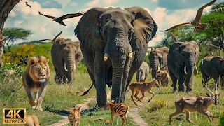 4K African Wildlife : The World's Greatest Migration from Tanzania to Kenya With Real Sounds #9
