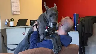 Even the Big dogs turn small at the vet🤣 Funny Dog's Reaction