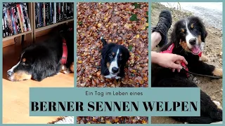 Ein Tag im Leben eines Berner-Sennenwelpen.