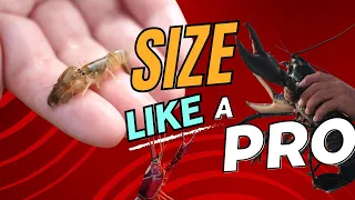 The Ultimate Guide to Crayfish Farming: Mastering Crayling Sizing
