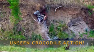 Unseen Crocodile action! Nile Crocodile plunges 10+/- meters into the Sabie River with Zebra kill...