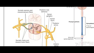 Typical intercostal nerves 1