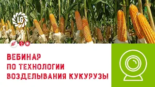 Вебинар по технологии возделывания кукурузы / Практический опыт Лимагрен