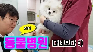 [리치와 산책] 동물병원에 간 강아지. 포메라니안 리치의 하루로 놀러오세요 :)