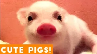 New Ultimate Cute Pig and Piglet Compilation 2018 | Try Not to Laugh Funny Pet Videos FPV
