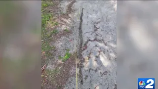 Burmese pythons slithering farther north in Collier County