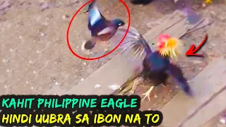 Grabe! Matinde Pala ang ibon na to, Mga Hayop na Nagkamali ng Kinalaban - Part 3