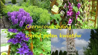 Czerwcowe byliny; pustynnik, przywrotnik ,naparstnica, ostrogowiec, kokornak |Ogród Jadzi#149