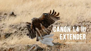 Canon EF 1.4x III Extender review using Canon 7D Mark II and Canon 100-400mm f/4.5-5.6 Mark II