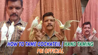 HOW TO TAME COCKATEIL | HAND TAMING | PBI Official