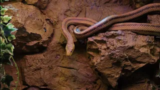 The Most venomous snakes in the world Modern Dinosaurs, Dangerous snake,