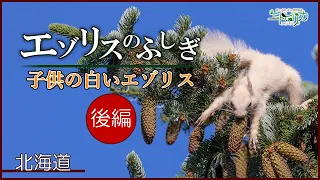 【エゾリスのふしぎ】超貴重⚠️子供の白いエゾリス（後編）！飛んで転がる！森に帰る？北海道の森で大冒険！