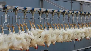 Incredible modern chicken processing factory. Amazing automatic poultry egg harvesting technology