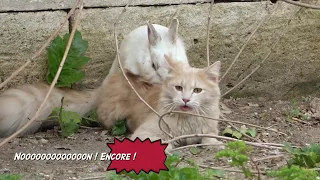 Le lapin prédateur (les chattes c’est son kiffe !)