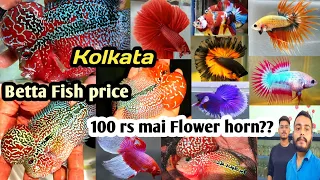 Flower horn fish price | Betta Fish Farm  | Aquarium fish price in Kolkata