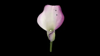 Pink Calla Lily (Zantedeschia rehmannii)  photogrammetry