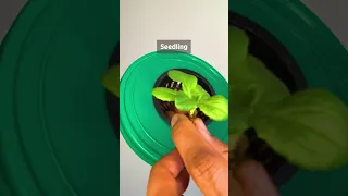 No electricity needed with this easy kratky hydroponic container. Perfect for small indoor garden