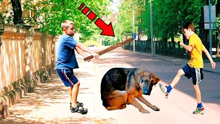 Children mocked a stray dog. What happened next will shock you!