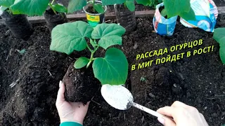 РАССАДУ ОГУРЦОВ высаживаю только так и всегда с огромным урожаем!