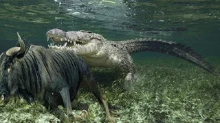 CROCODILE VS BUFFALO Real fights - Most Amazing Wild Animal Battles Captured