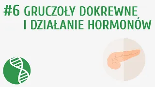 Gruczoły dokrewne i działanie hormonów #6 [ Regulacja nerwowo-hormonalna ]