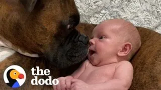 Baby Takes His First Steps Straight To His Dog | The Dodo