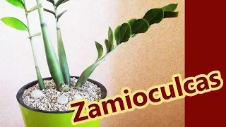 How to transplant Zamioculcas Zamiifolia [English subtitles] - How to repot zz plant