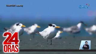 Chinese crested tern, namataan sa Manila Bay matapos ang mahigit 100 taon | 24 Oras