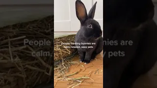 funny bunny  Cute bunny puppies - A funny bunny Video cute baby animals 🐇🐰 #rabbits #shorts