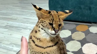 SERVAL IS VERY ANGRY THAT I DON'T LET HIM DO THE FORBIDDEN THING