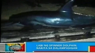 BP: Labi ng spinner dolphin, nakita sa dalampasigan sa Davao City