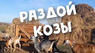 РАЗДОЙ КОЗЫ! КОРМЛЕНИЕ И УХОД// НУБИЙСКИЕ КОЗЫ