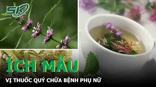 Ích Mẫu - Vị Thuốc Quý Chữa Bệnh Phụ Nữ | SKĐS