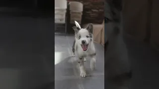 This Cute Puppy Jumping with Joy (So Adorable)