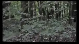 Incredible Bigfoot Footage 2013 Breakdown