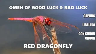 RED DRAGONFLY Brings GOOD or BAD OMEN