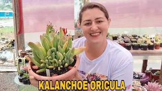 DICAS E REPLANTE DO KALANCHOE ORICULA.