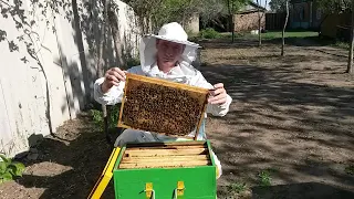 Расширение пчелопакета/Развитие пчелопакета на одиннадцатое мая.