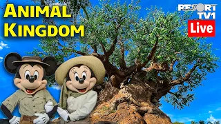 🔴Live: A Wild Day at Disney's Animal Kingdom - Walt Disney World Live Stream - 6-24-23