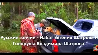 Русские гончие - Набат Евгения Шатрова и   Говоруша Владимира Шатрова .