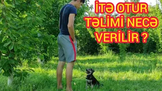 İTƏ OTUR TƏLİMİ NECƏ VERİLİR?