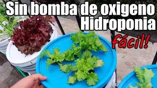 Como cultivar lechuga hidroponica metodo Kratky || hidroponia sin electricidad || México Verde