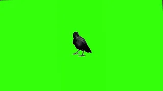 crow green screen || crow cartoon character || Cartoon video kaise banaye || crow fly || crow walk |