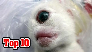 Top 10 MOST SHOCKING Animal Mutations